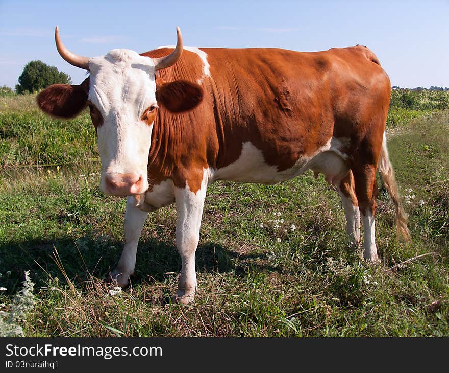 Red and White Cow in a Green Field