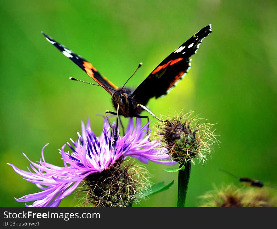 Vanessa fly in the Slovakia meadow. Vanessa fly in the Slovakia meadow.