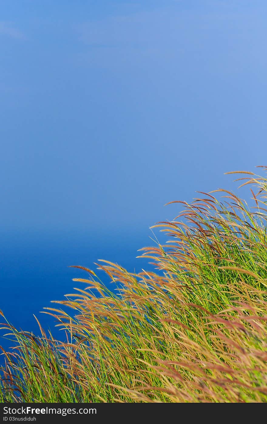 Field of green grass and wonderful sky