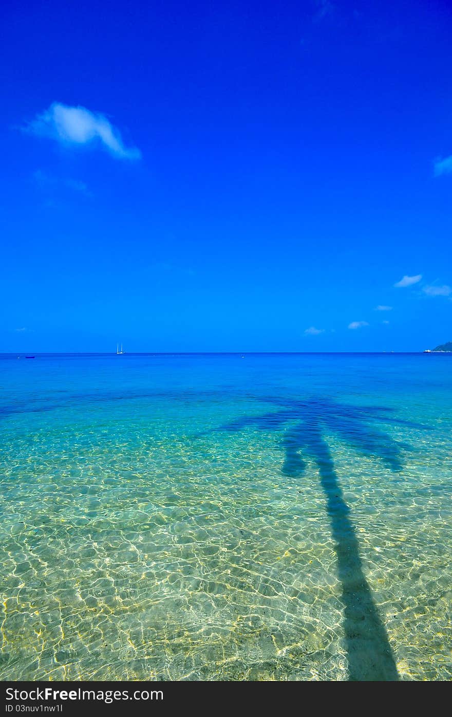 Sea and coconut palm with blue sky