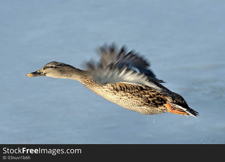 A mallard duck in flight