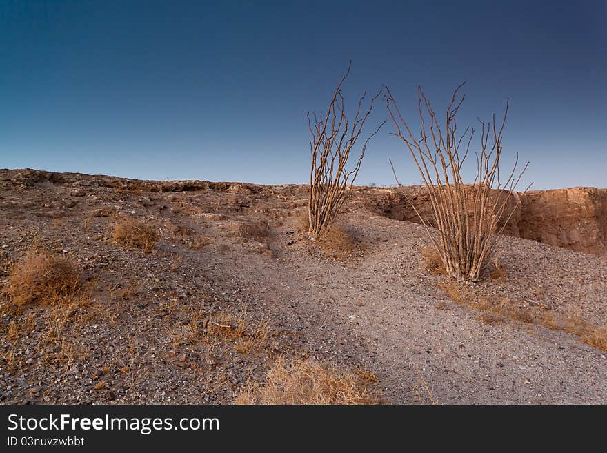 Desert trees on badlands