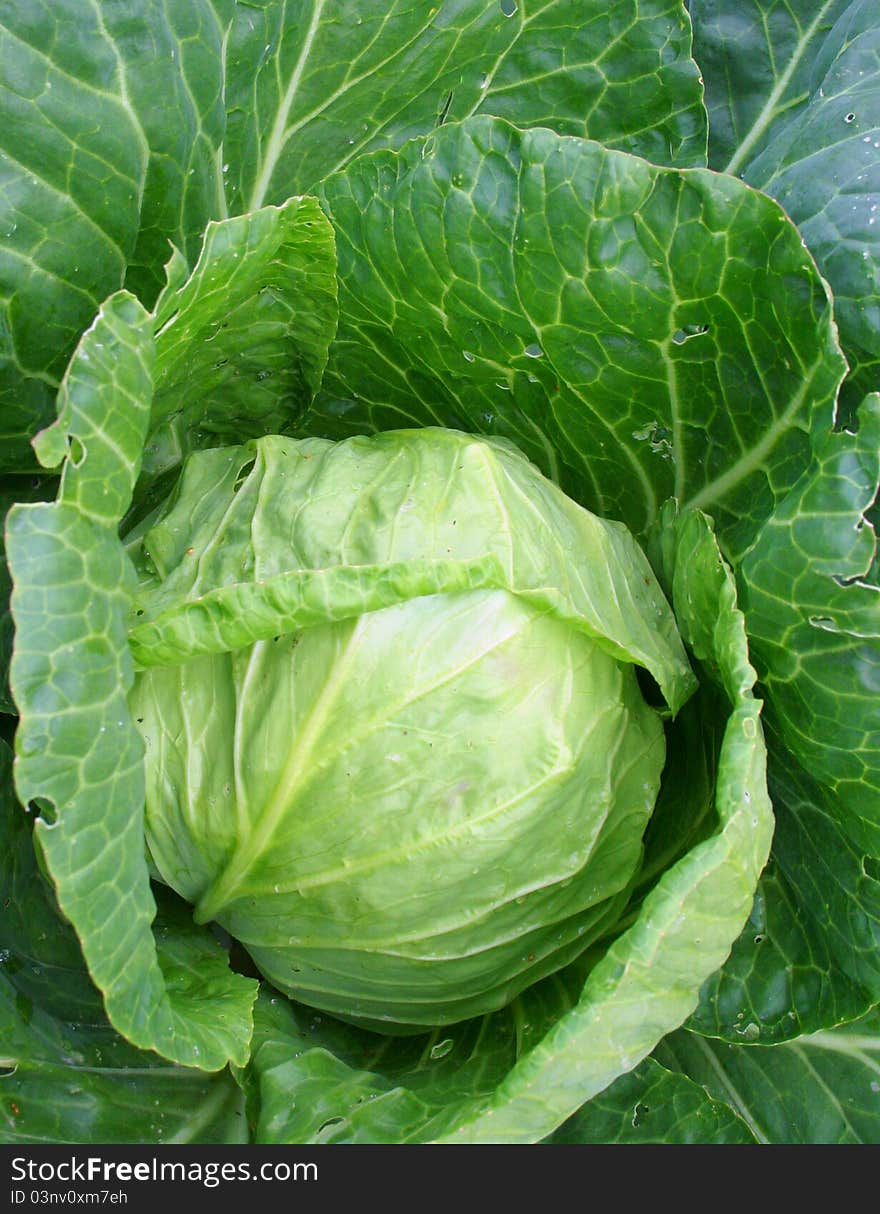 Head of cabbage; macro shot.
Photo taken on: August 08th, 2011