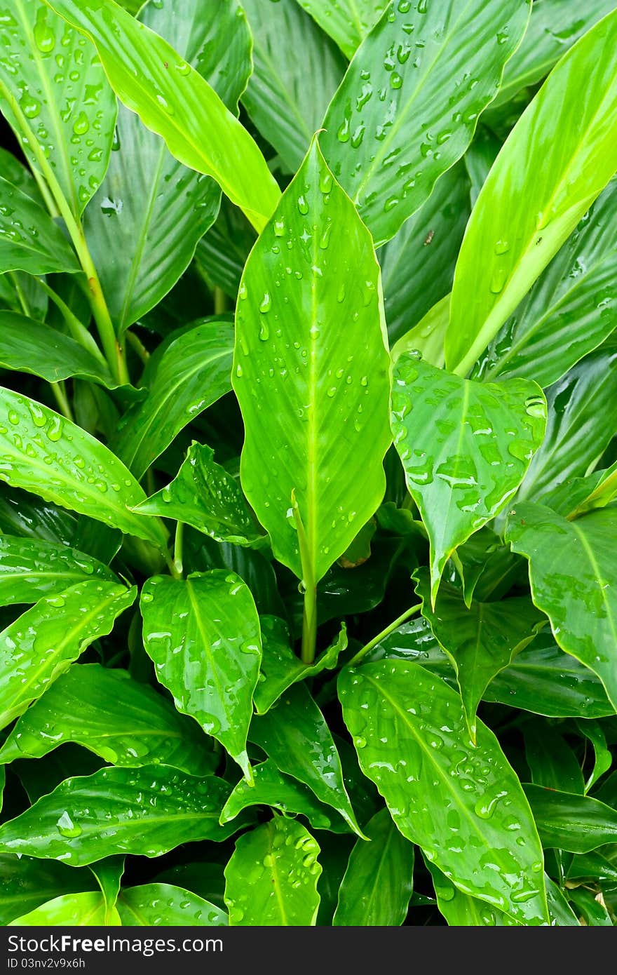 Water dew drops on the green grass