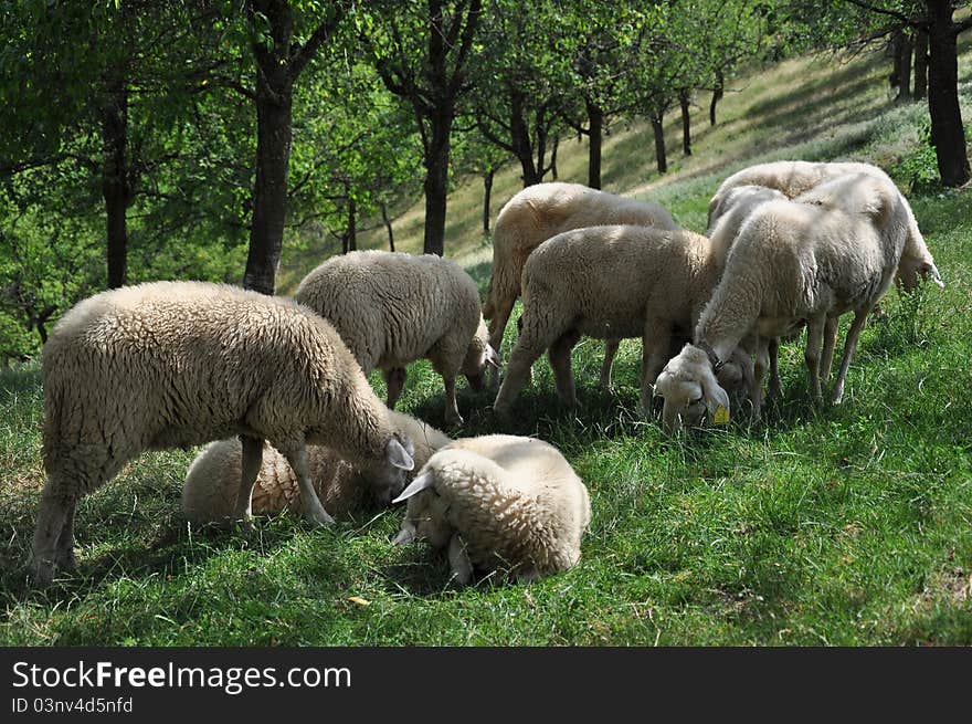 Sheeps in the village near Arilje in Serbia.