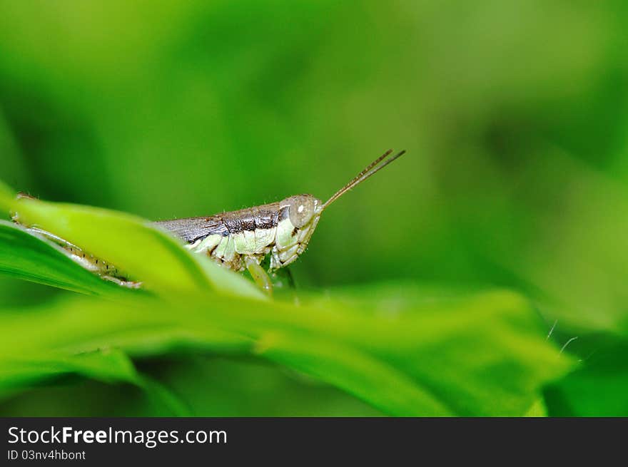 Close up of grasshopper in deep forest