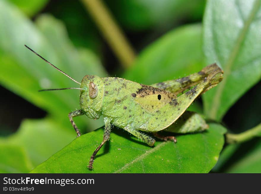 Close up of grasshopper in deep forest