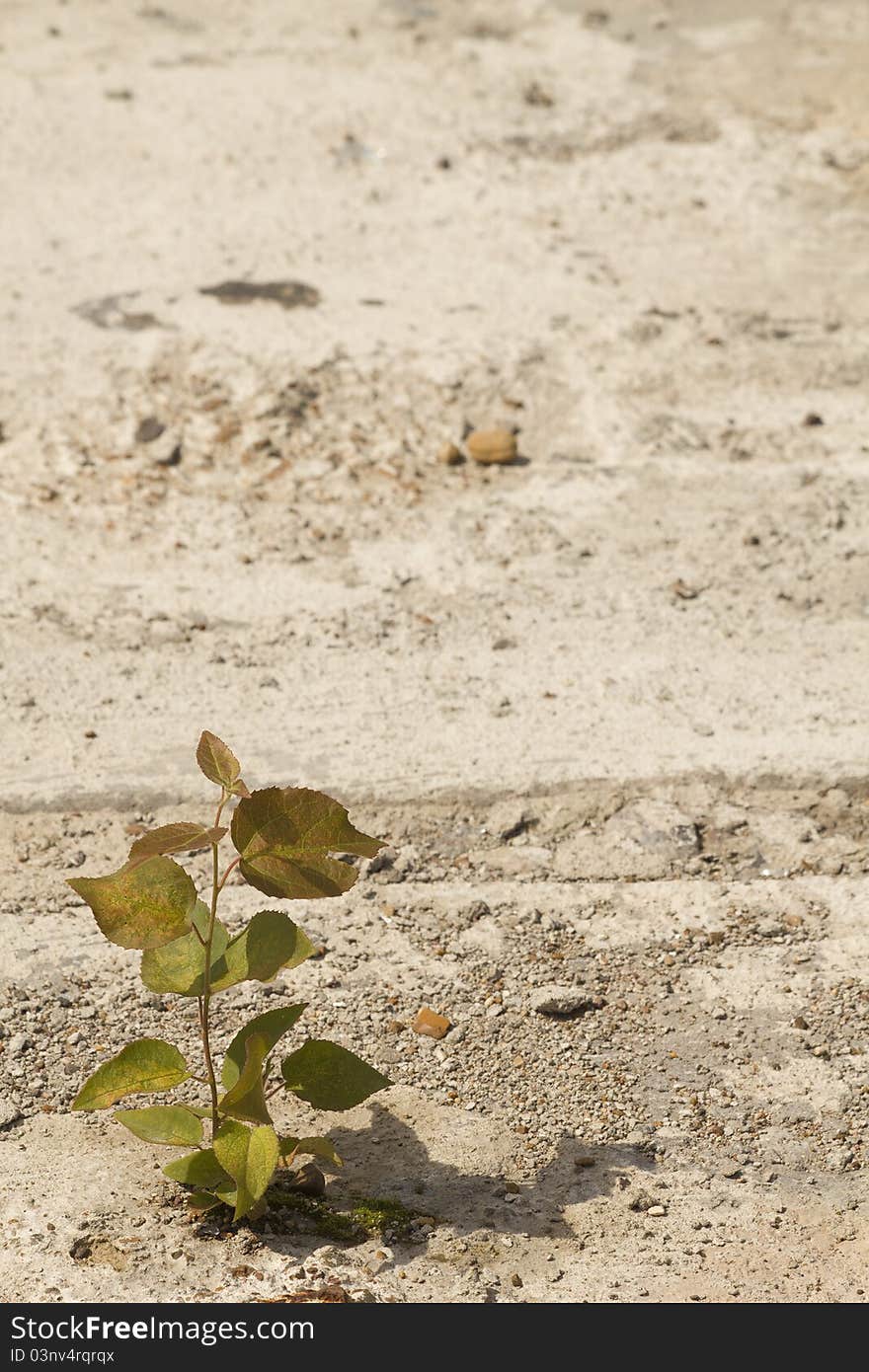 Sprout Tree  Road Surface