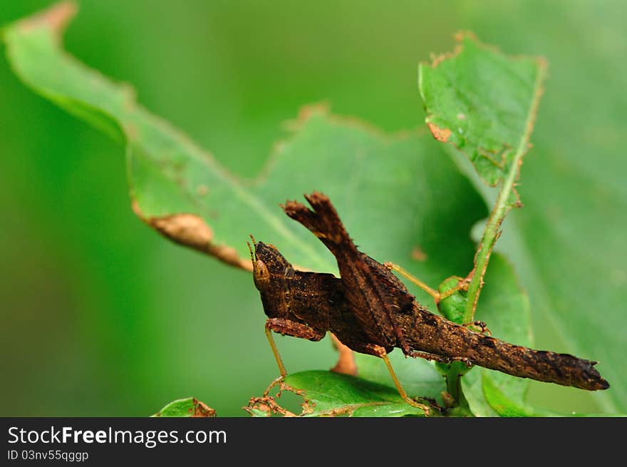 Close up of grasshopper in deep forest