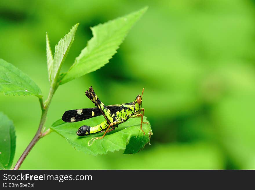 Grasshopper in deep forest