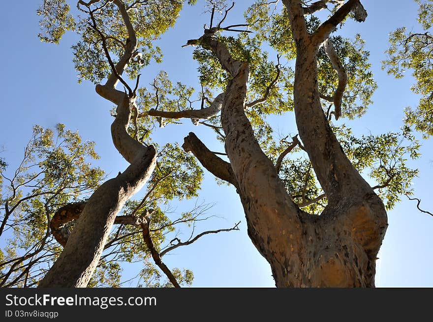 Trees skyward