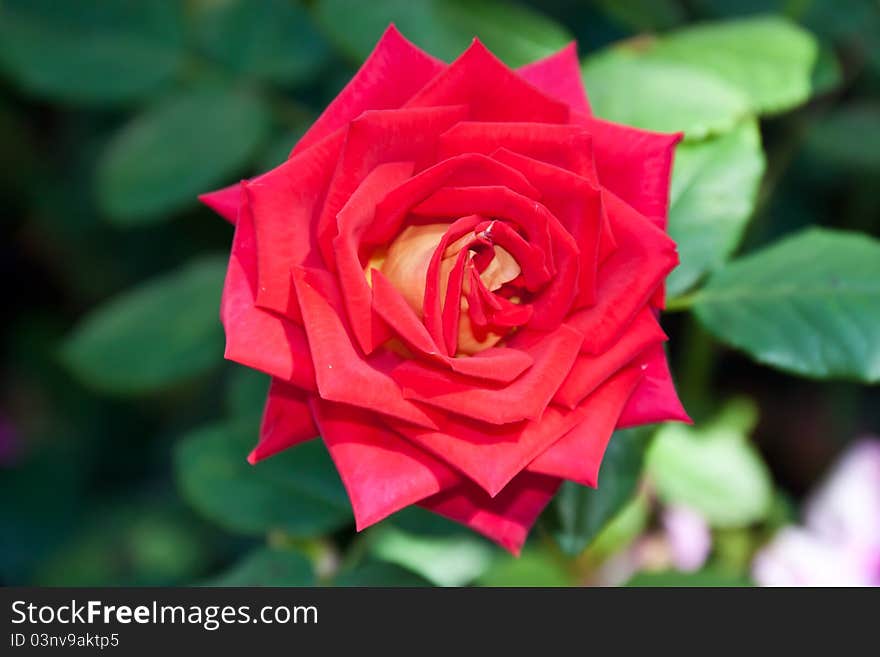 Dissolved red rose, top view