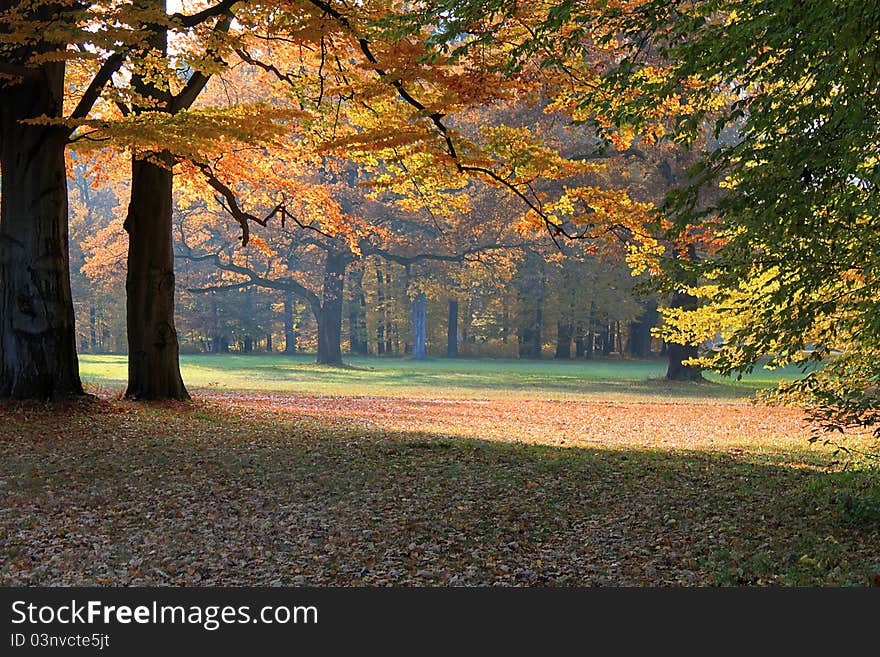 Fall Landscape In A Park