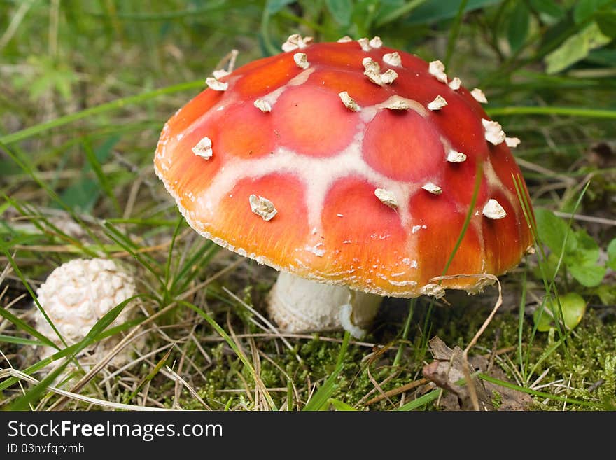 Death Cap Mushroom Closeup