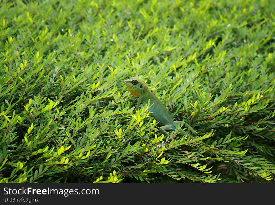 Lizard on leaves in forest.