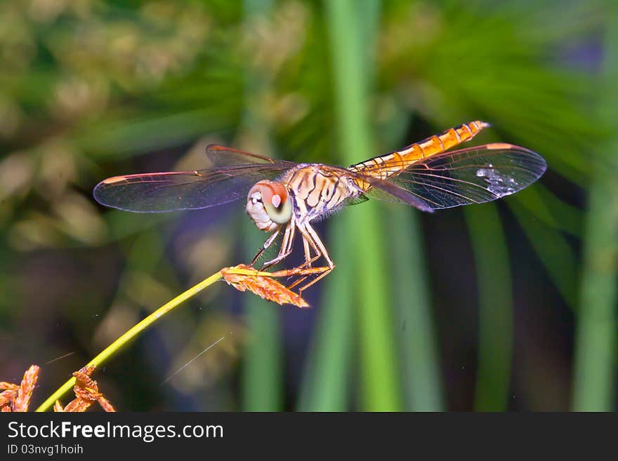 Dragonfly sitting on flower grass .