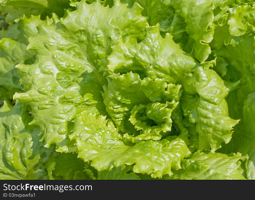 Lettuce Salad