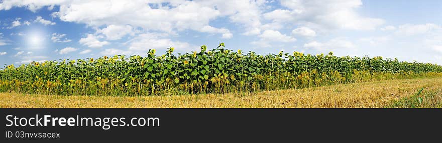 Wonderful  panoramic view  field of sunflowers .