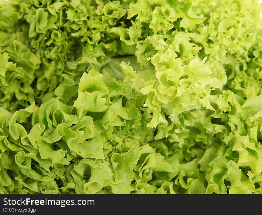 Fresh green lettuce with texture background. photography