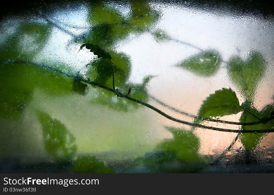 Plant outside, on the glass the water droplets