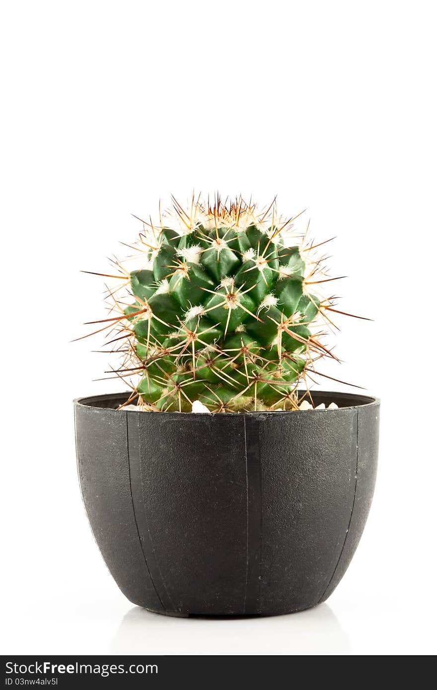 Cactus isolated in a pot on white background