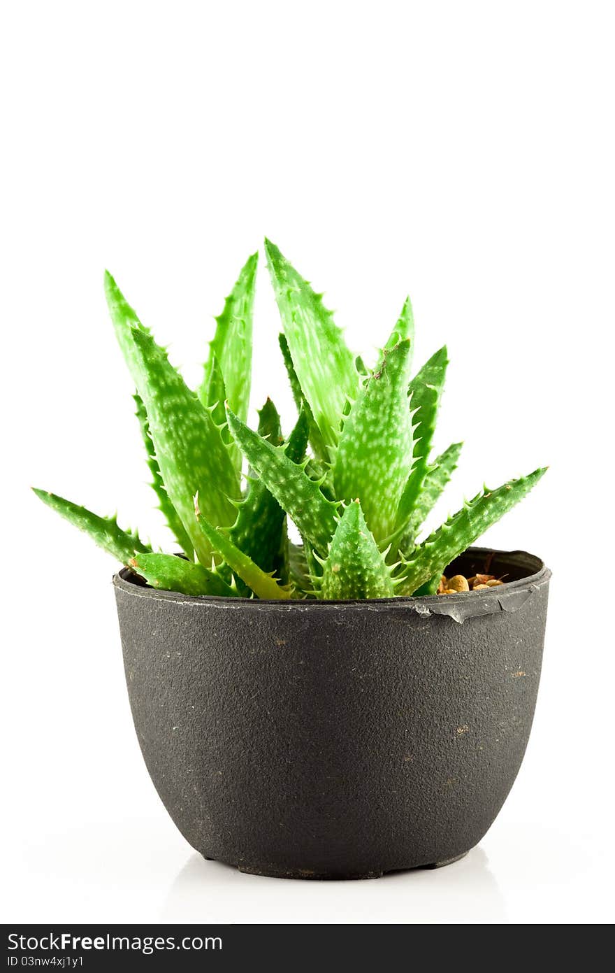 Aloe vera in a pot on white background