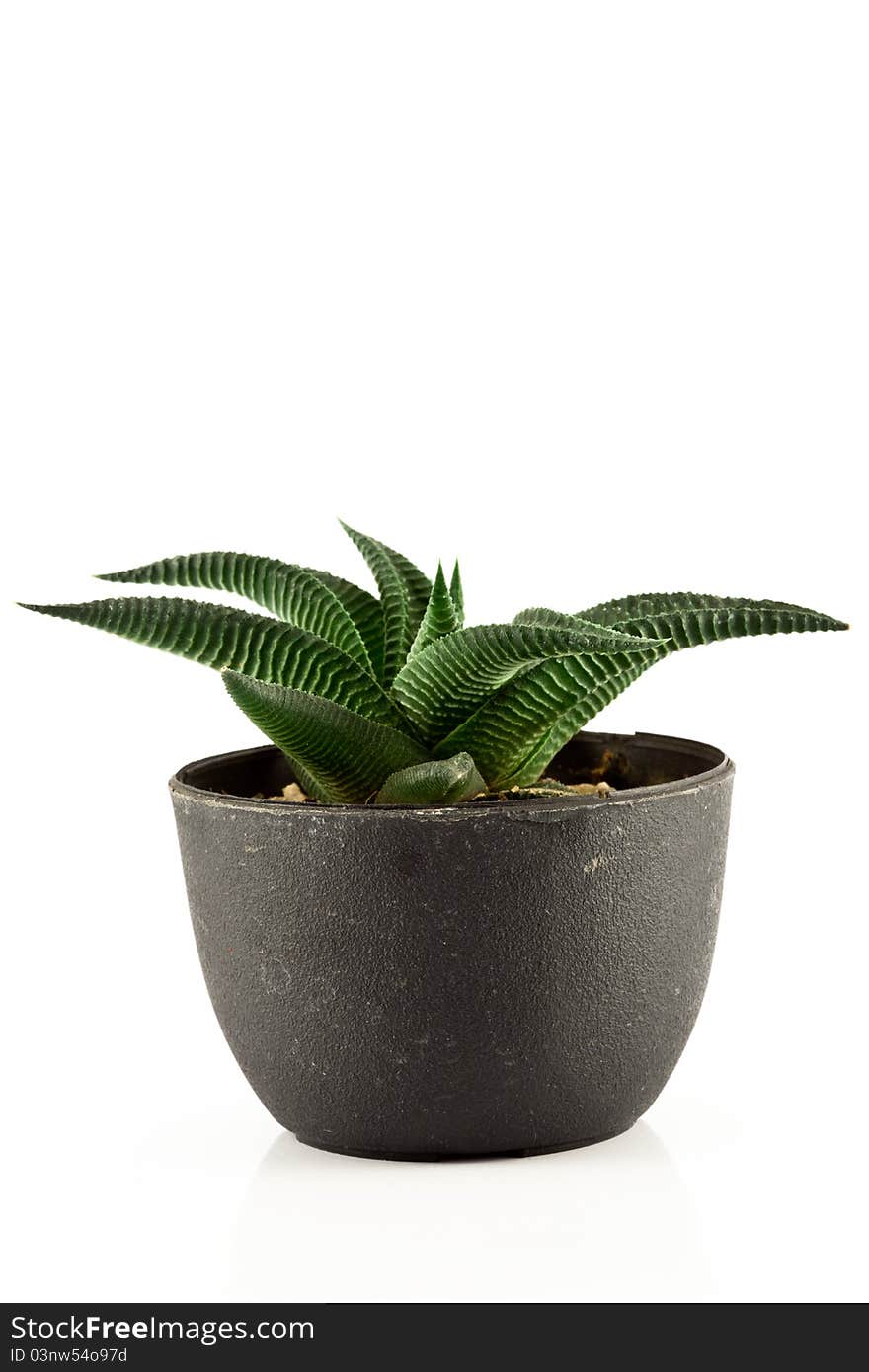 Aloe vera in a pot on white background