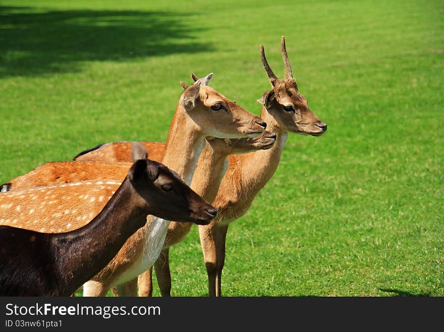 Family fallow deers standing in a meadow