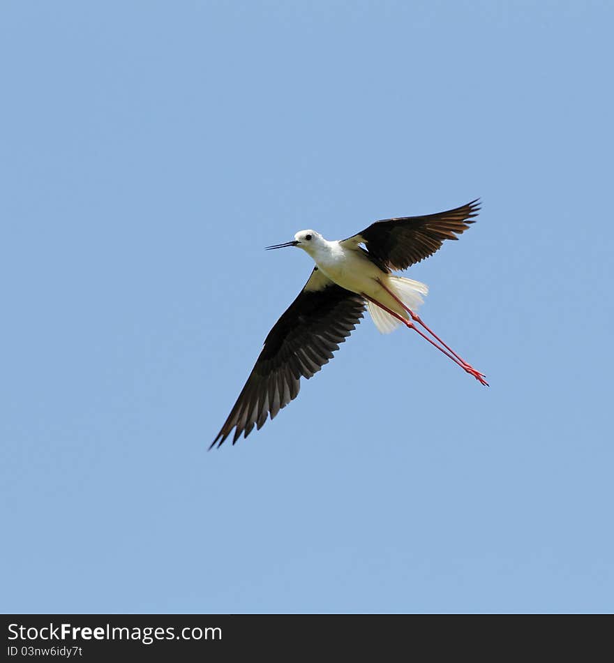 Flying stilt, (Himantopus himantopus), blue sky. Flying stilt, (Himantopus himantopus), blue sky