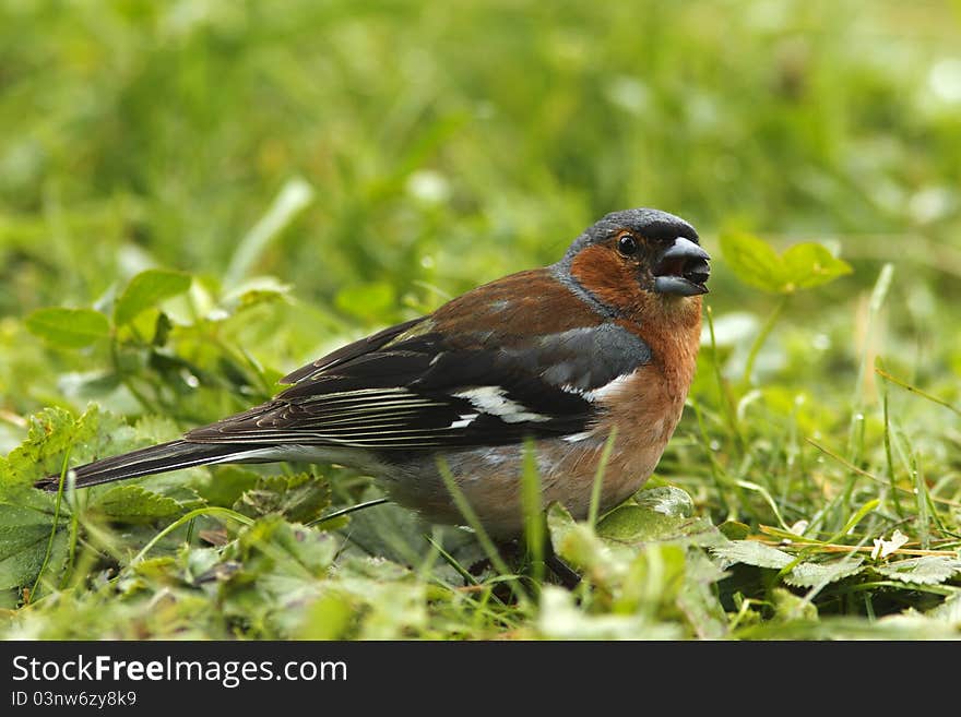 Chaffinch (Fringilla coelebs), with sunflower seed in beak