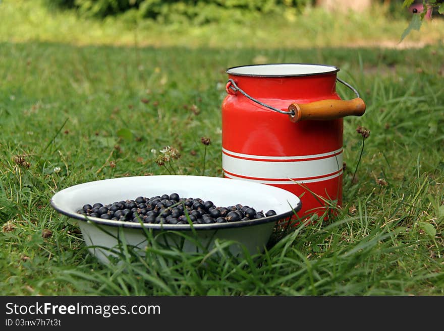 A bucketful of ripe blackcurrant