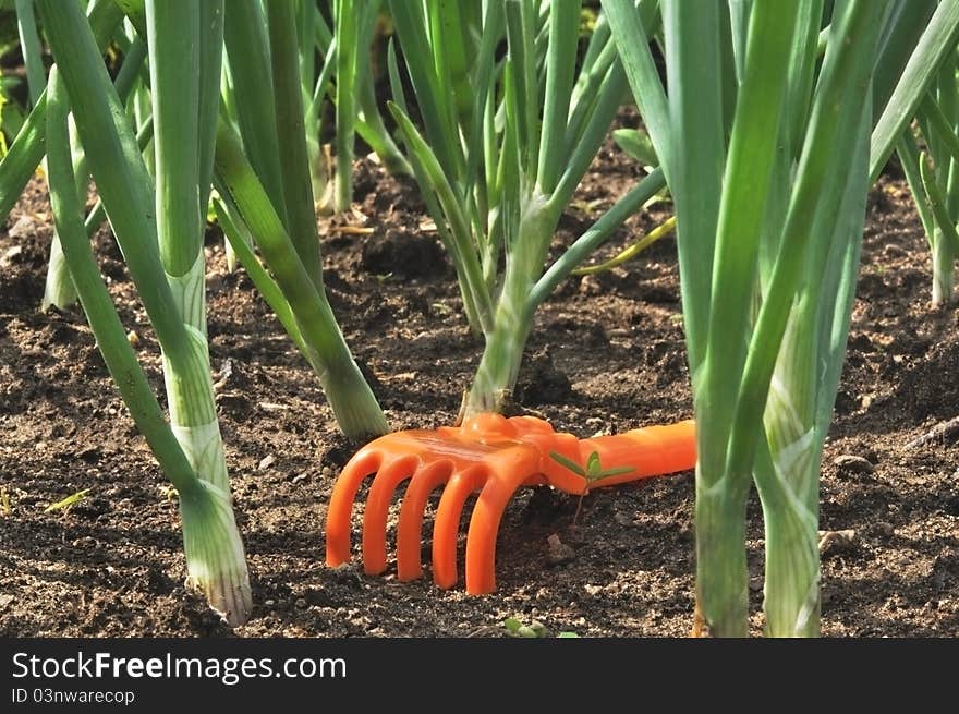 Onions green on a bed and a children's rake