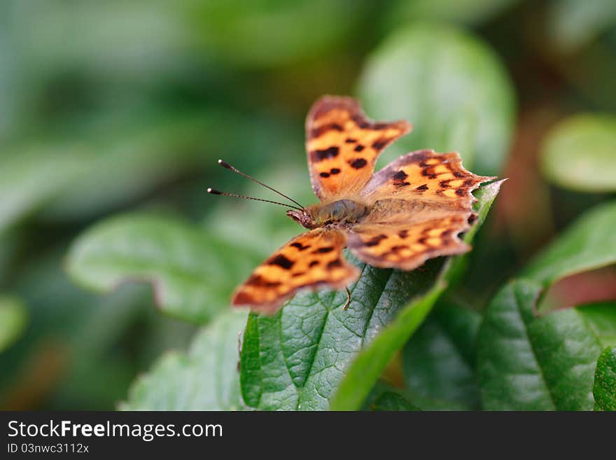 Polygonia c-album is a day butterfly