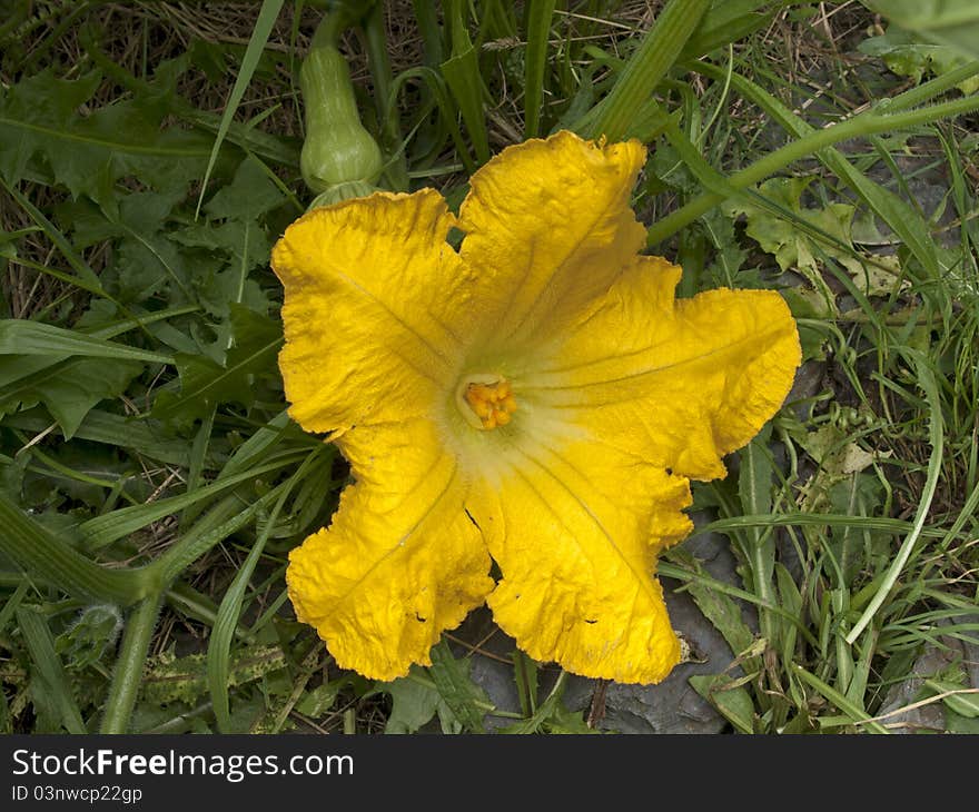 Butternut squash flower