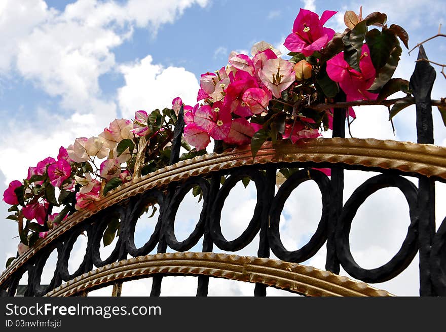 Fuchsia flowers on fence