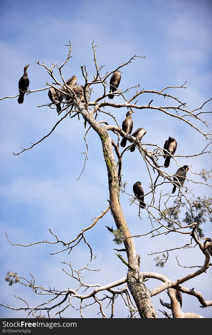 Cormorants roosting on a branch of a dead tree on background evening sky