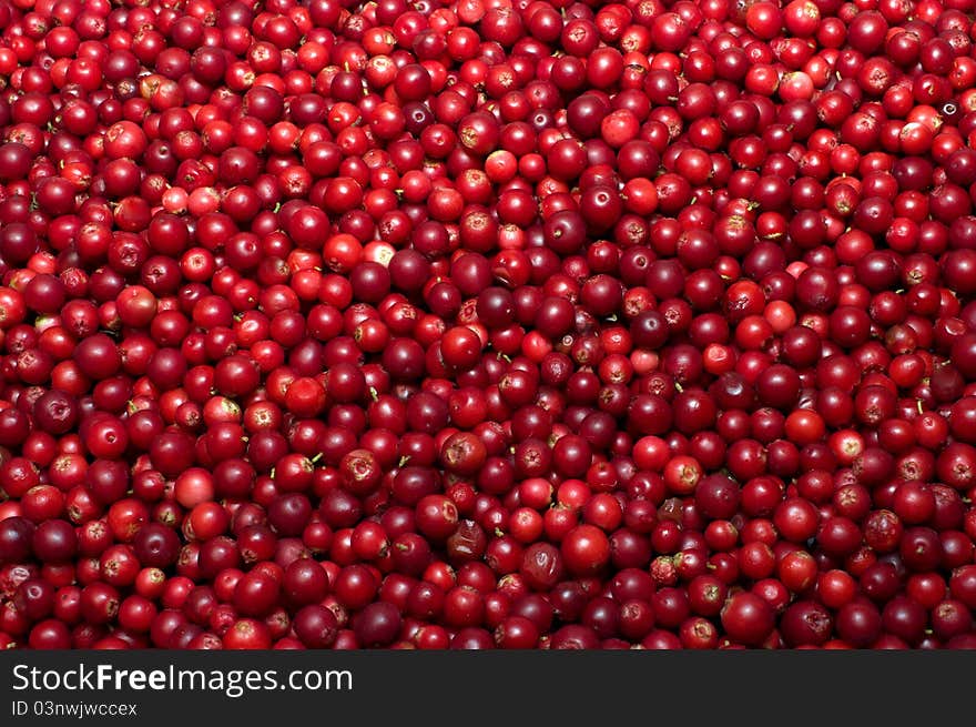 Red bilberries.