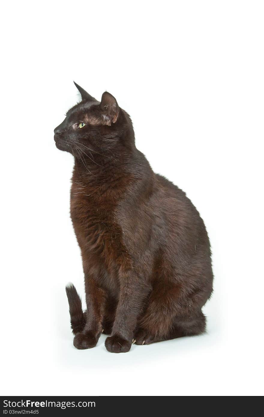 Black Tomcat on bright background. Shot in studio.