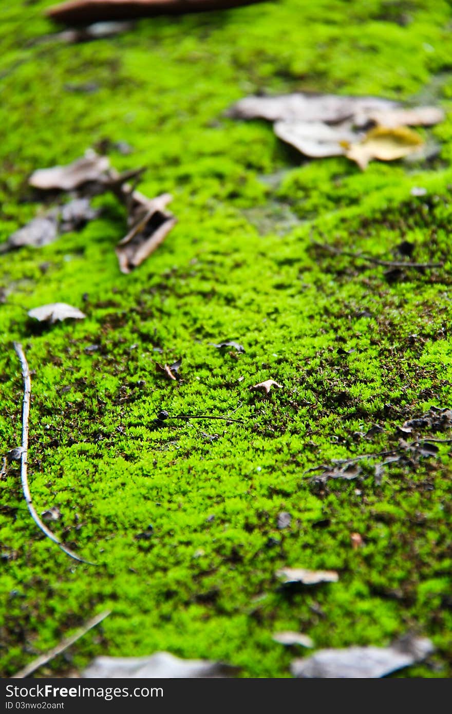 Mossy Ground In National Park In Thailand