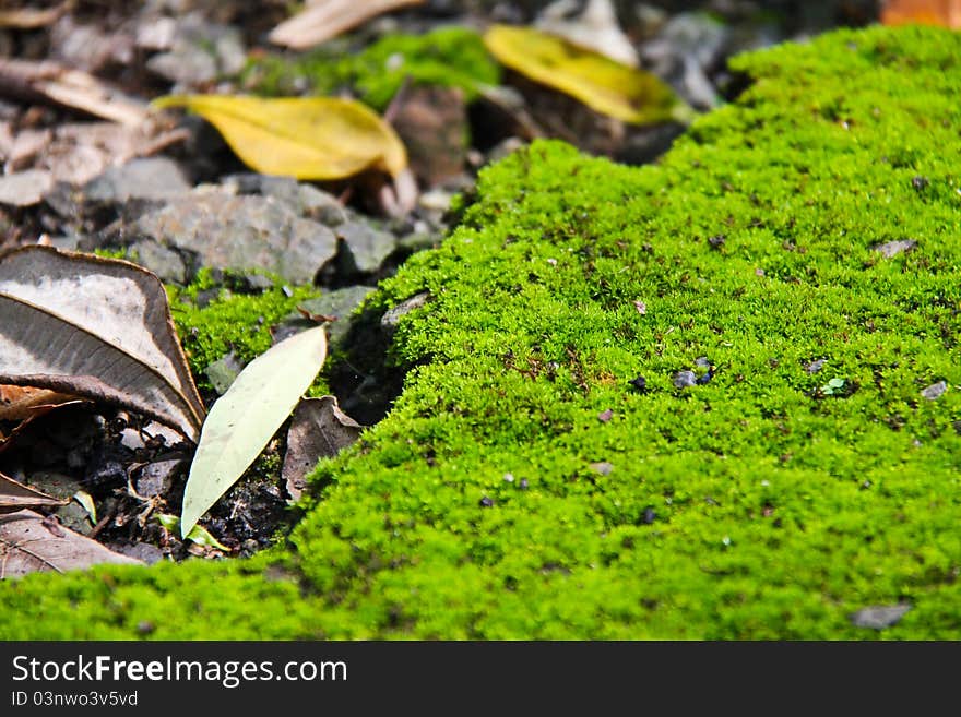 Mossy ground in national park in Thailand