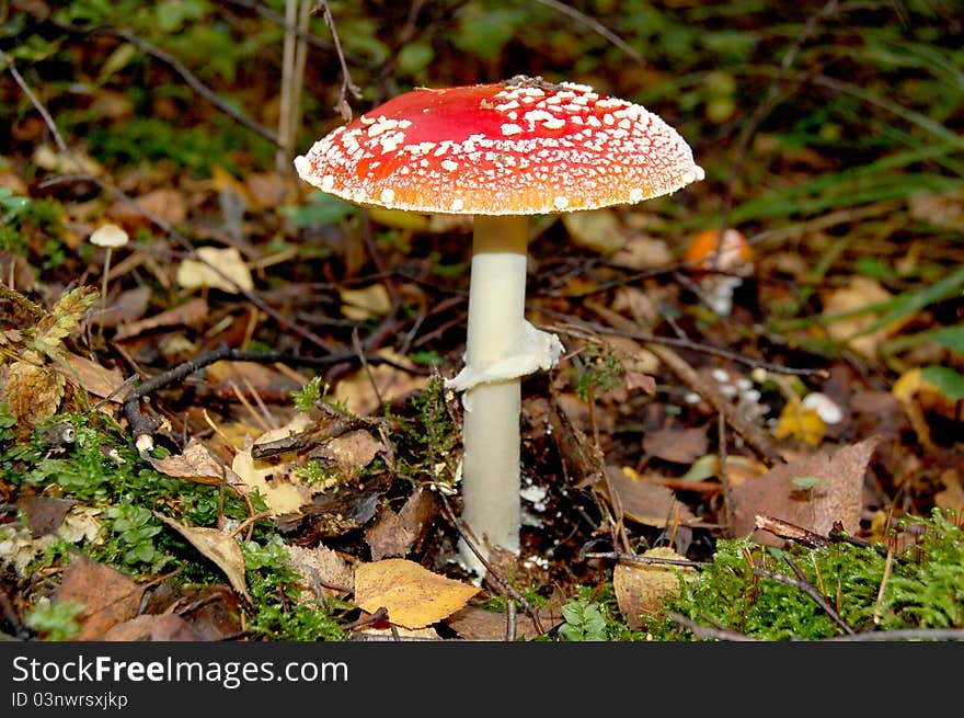 Fly agaric