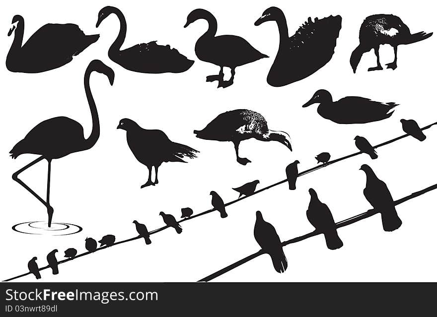 Birds.Vector black silhouettes of wild birds on white background