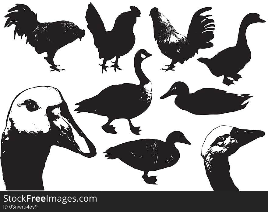 Domestic Birds.Farm Animals