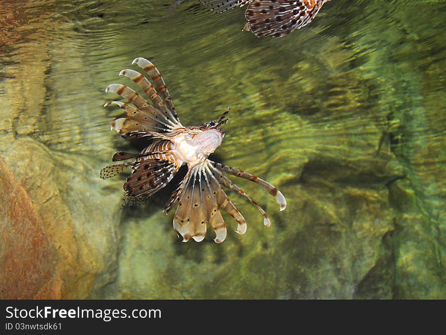 Beautiful motley fish in the aquarium