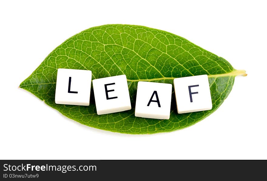 Studio shot of green leaf with scramble word Leaf on it , isolated on white background