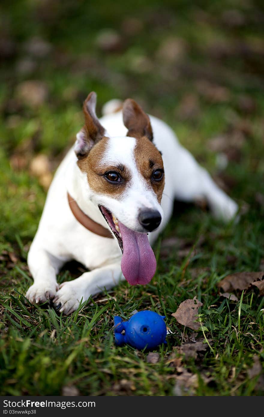 Jack russel terrier