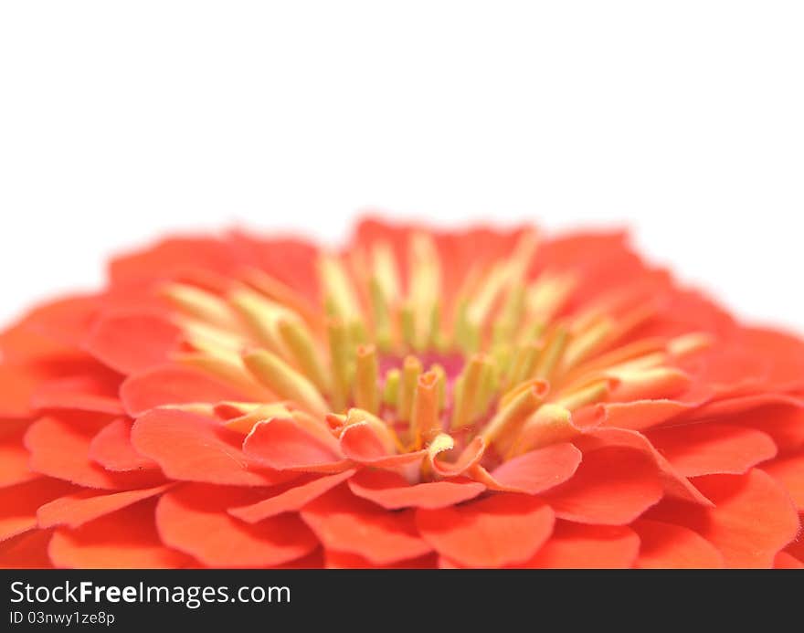 Zinnia elegans isolated on white background