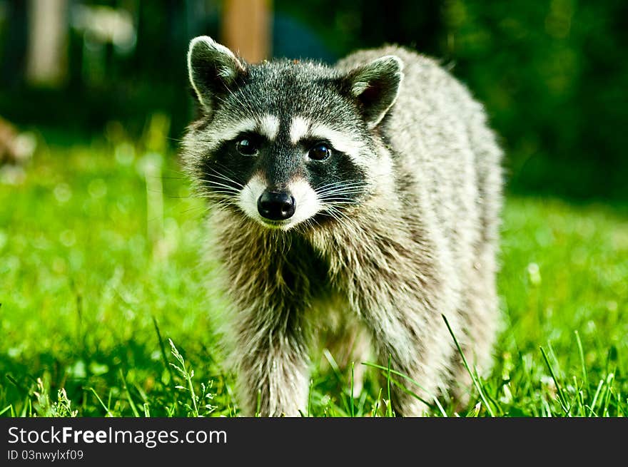 A picture of a curious Raccoon coming to investigate the photographer. A picture of a curious Raccoon coming to investigate the photographer.