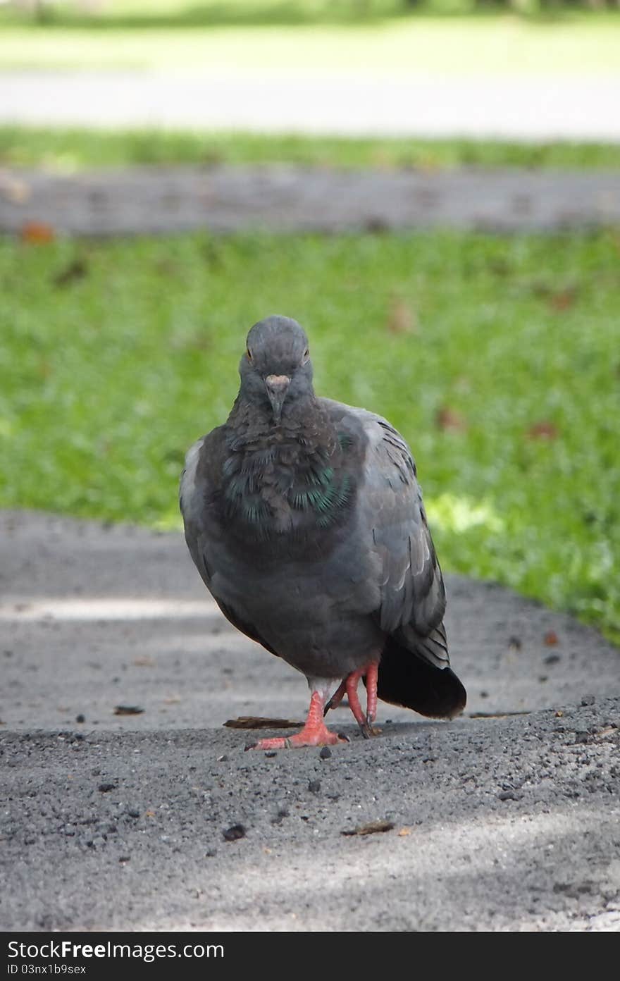 Closeup of one grey pigeon in garden. Closeup of one grey pigeon in garden.