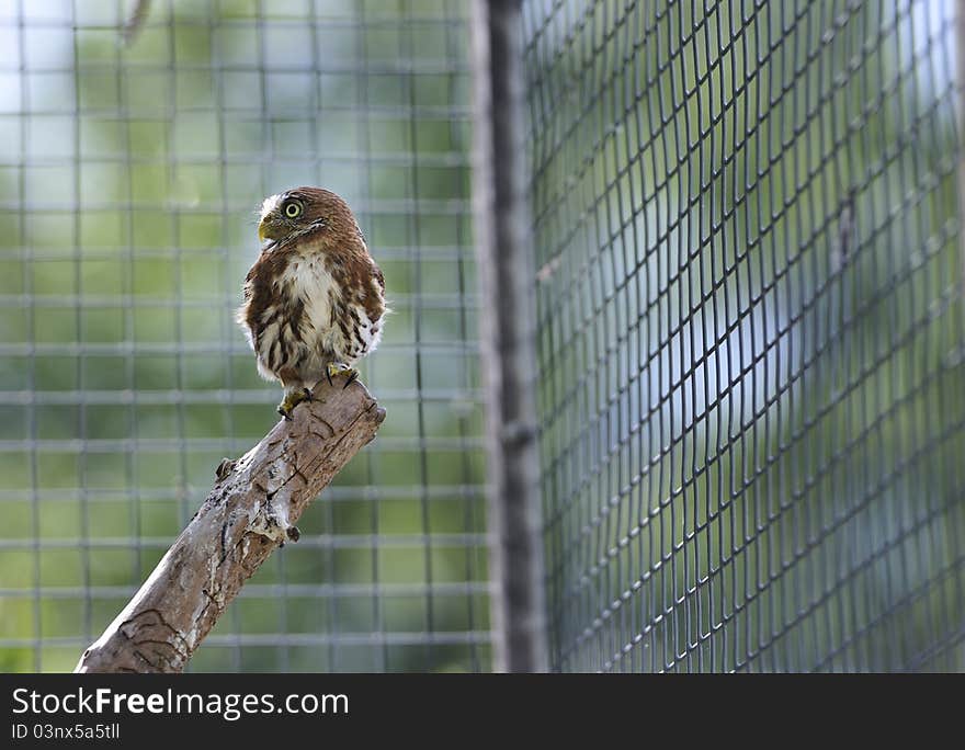 Ferruginous pygmy owl